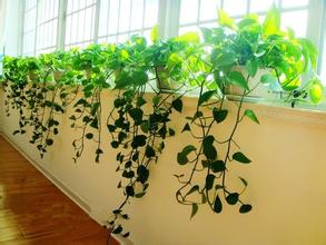 重庆植物出租-什么植物吸甲醛最好？