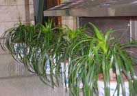 重庆植物租摆--常见植物花卉养护要略