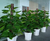 空调室内适合放哪些花卉植物与管理