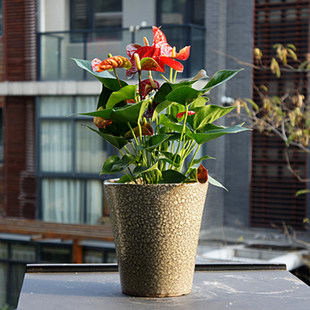 花木萎蔫原因及补救措施