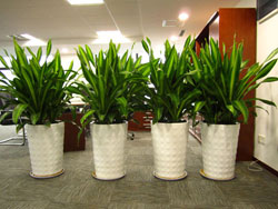 新装修的房子最适合养的植物