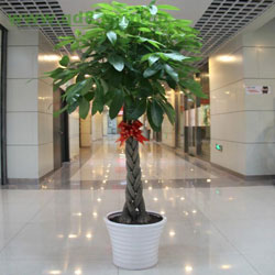 办公室的植物你懂怎样选择合适的摆放吗?