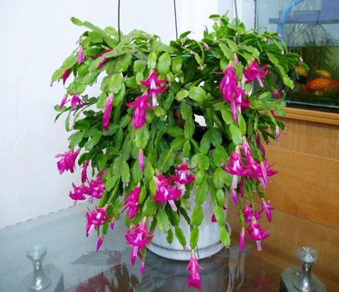 不同室内环境中盆花装饰的应用