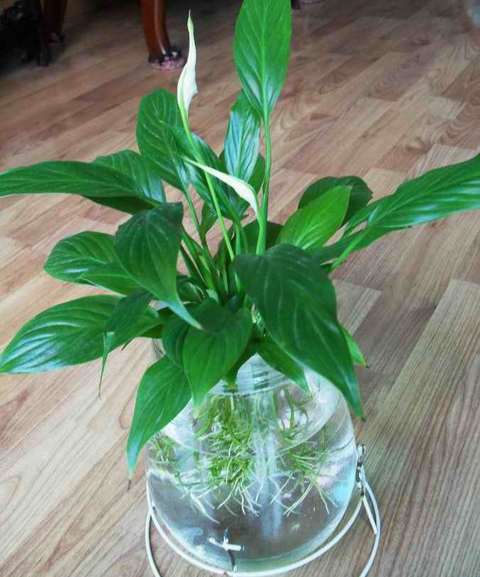 重庆植物租摆分享水培花卉玻璃瓶养殖的方法