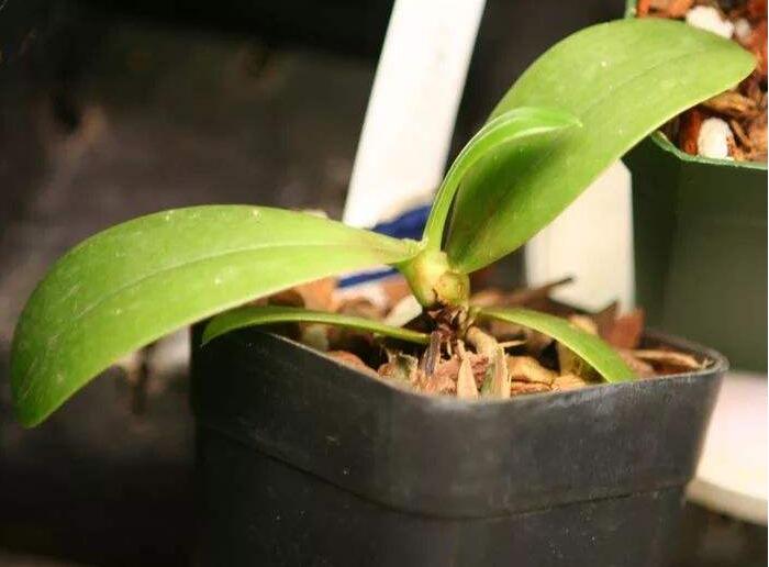重庆植物租赁怎么租更划算