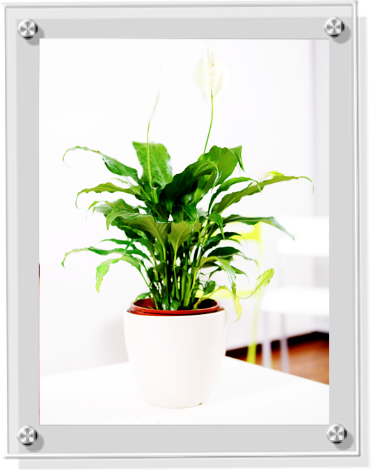 办公室常见植物的习性讲解