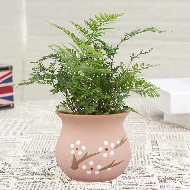 常用蕨类小盆栽