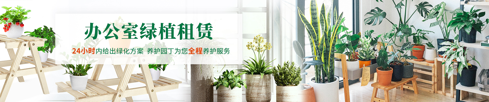 重庆办公室植物租赁