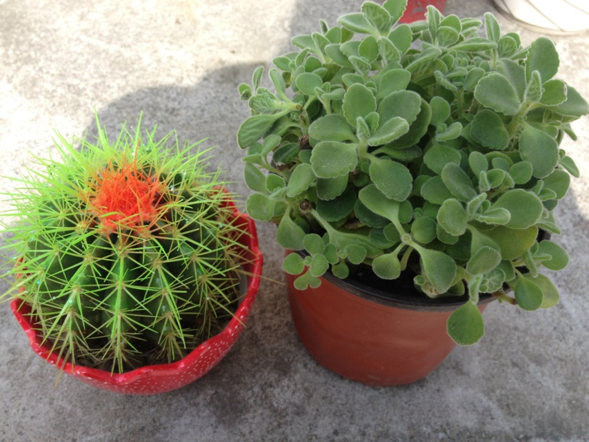 重庆植物租赁 重庆植物租赁