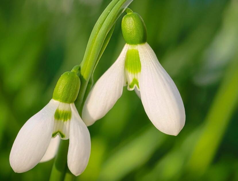 花卉.jpg 花卉.jpg