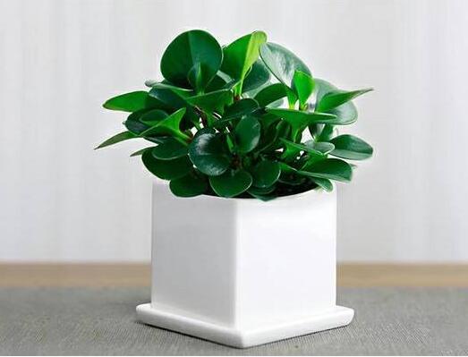 豆瓣绿租赁.jpg 豆瓣绿租赁.jpg