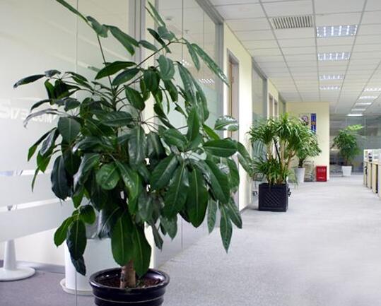 办公室植物租赁.jpg 办公室植物租赁.jpg