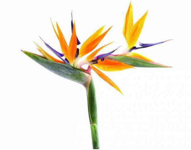 天堂鸟.jpg 天堂鸟.jpg