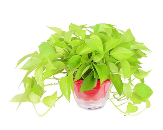 黄金葛.jpg 黄金葛.jpg