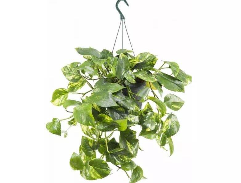 植物租赁.jpg 植物租赁.jpg