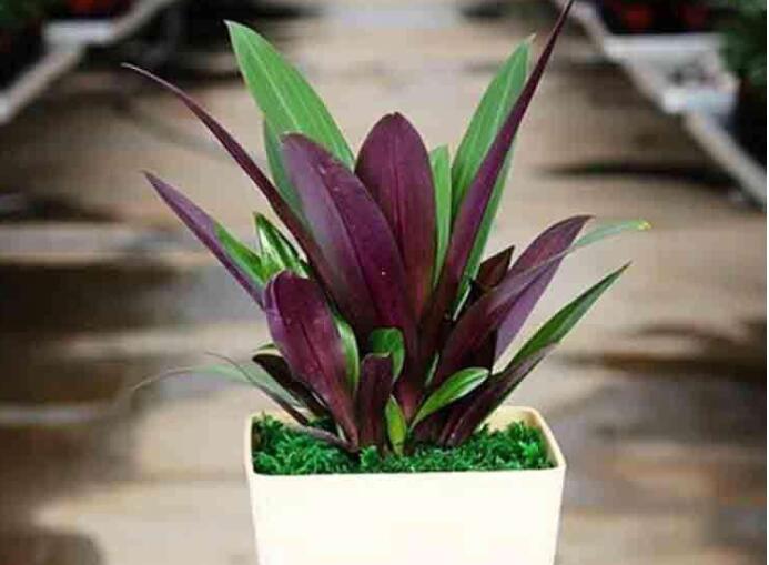 植物租赁.jpg 植物租赁.jpg