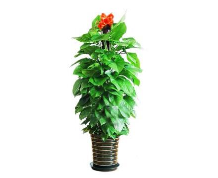 植物租赁.jpg 植物租赁.jpg