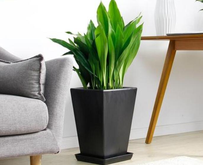 盆栽植物租赁.jpg 盆栽植物租赁.jpg