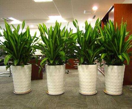 室内植物租赁.jpg 室内植物租赁.jpg