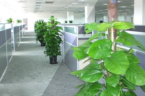 植物租摆.jpg 植物租摆.jpg