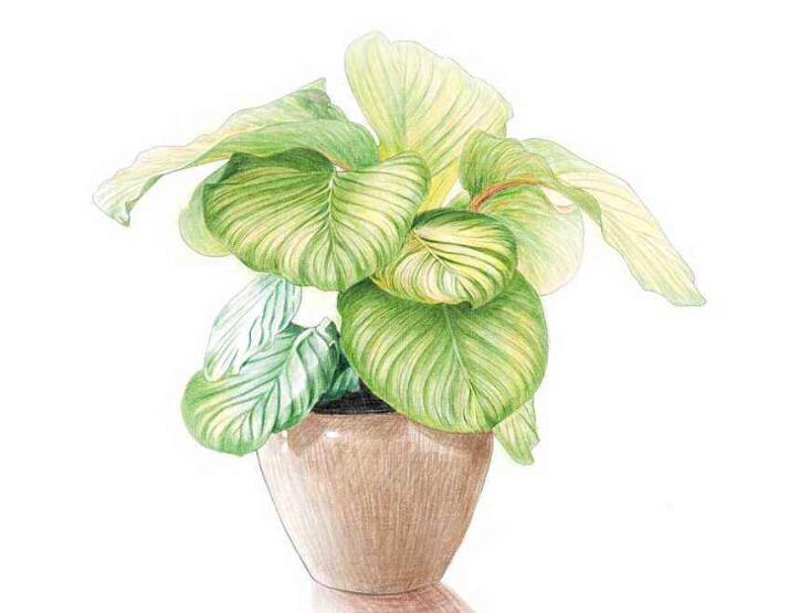 盆栽租赁.jpg 盆栽租赁.jpg