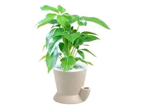 招财植物.jpg 招财植物.jpg