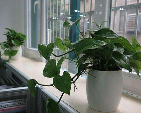 室内植物.jpg 室内植物.jpg