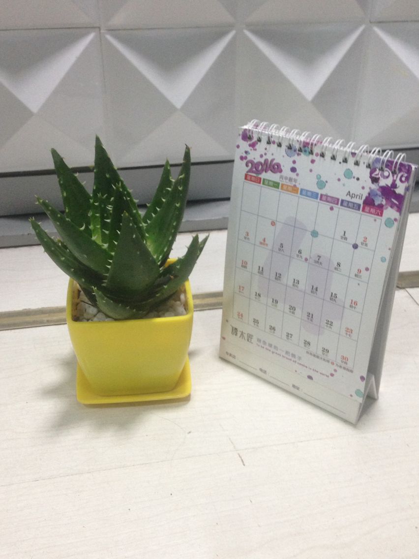 小型植物芦荟-中号黄色仿陶盆.png 小型植物芦荟-中号黄色仿陶盆.png