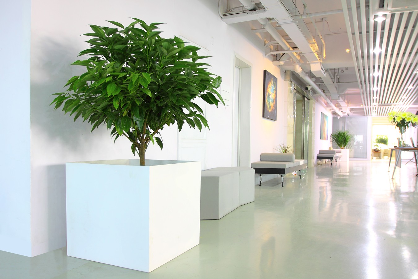 平安树肉桂高档花盆.jpg 平安树肉桂高档花盆.jpg